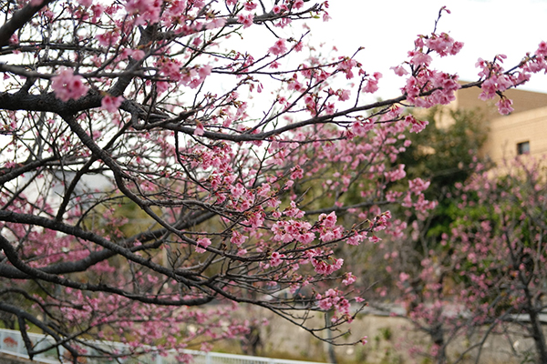 郅都怎么