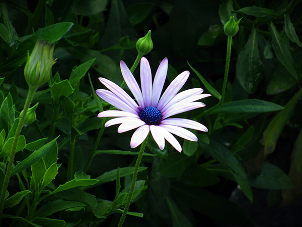 《芦花》古文简介