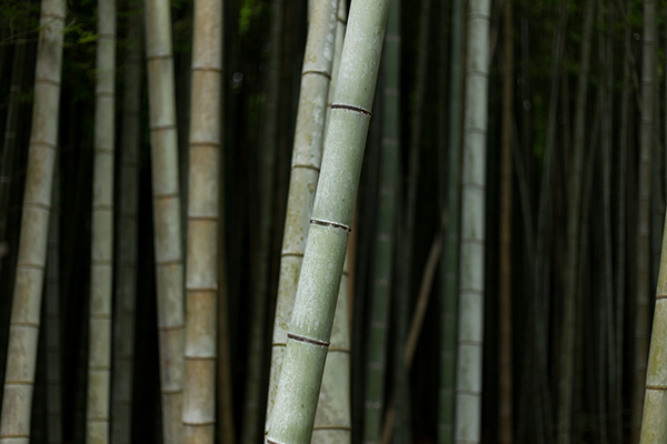 浣溪沙春情 苏轼赏析