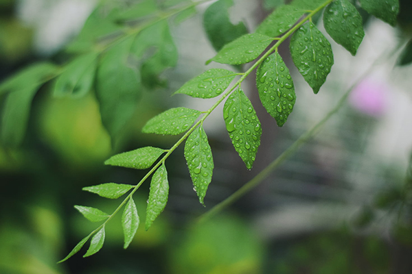 描写雨后的早晨