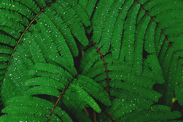 微雨燕双长的全诗