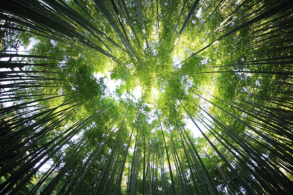 浣溪沙五代薛昭蕴